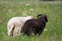 Schwarzes-und-weißes-Schaf